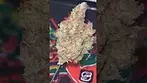 Big Narstie ~ Moroccan Peaches (23.4%) Info in description