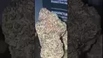 4c labs donkey butter 36% Grease monkey x Triple OG #foryou #medicalcannabis #legal