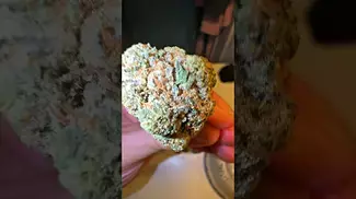 Chemango Kush by Aurora is Mind Blowing #medicalcannabis #medicalcannabisuk #ukmedicalshorts