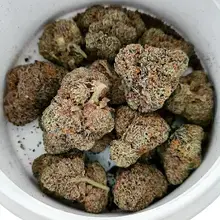 Curaleaf® T24 L.A. Kush Medical Cannabis Flower