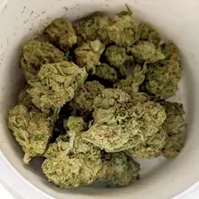 Curaleaf® TPI T20 Tripoli Medical Cannabis Flower