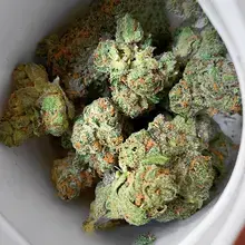 Aurora® Pedanios T18 Sour Tangie Medical Cannabis Flower