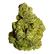 Flower Photo of Big Narstie PB T24