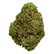 Flower Photo of Big Narstie PG T25