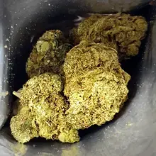 Costa Canna Dynamics Fortissimo T26 Liberty Haze Medical Cannabis Flower
