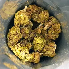 ECS Pharma Lite C16 Maluti CBD Medical Cannabis Flower