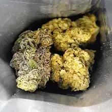 Green Karat PV T30 Pavé S1 Medical Cannabis Flower