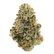 Flower Photo of GreenSeal RGS Smalls T30