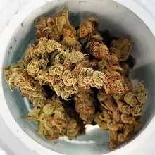 Herdade das Barrocas T23 Governmint Oasis Medical Cannabis Flower