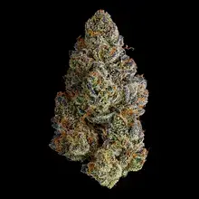 Mystery Mountain™ TBG MNG T8:C10 The Big Mango Medical Cannabis Flower