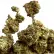 Flower Photo of Noidecs Medical Cannabis T22