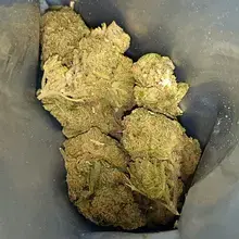 Noidecs T18 Peyote Critical Medical Cannabis Flower