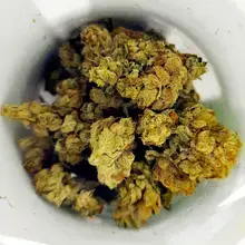 Green Organic Dutchman™ Organic T24 Gold Butter M.A.C. Medical Cannabis Flower