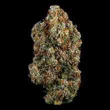 Tofino Ripper™ BC Craft CKS CHM T28 Cookies & Chem Medical Cannabis Flower