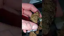 WestPacks420 Video Thumbnail