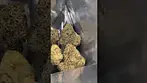 Seed Junky - Permanent Marker (UK MEDICAL)