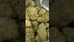 Strawberry Guava Minis T22 NUGS 1 | UK Medical Cannabis Strain #ukmedicalcannabis #ukmedical