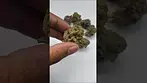 Curaleaf Lavender Cake 20% THC flower, UK Medical Cannabis from Mamedica.