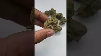 Curaleaf Lavender Cake 20% THC flower, UK Medical Cannabis from Mamedica.