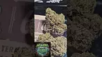 4c LABS Sudz T17 indica UK MEDICAL Azztecmedia Reviews