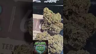 4c LABS Sudz T17 indica UK MEDICAL Azztecmedia Reviews
