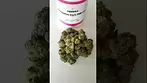 Aurora Pink Diesel 31/1 PND-CA #medicalcannabisuk #medicalcannabis