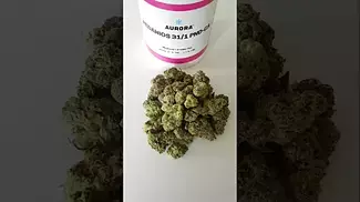 Aurora Pink Diesel 31/1 PND-CA #medicalcannabisuk #medicalcannabis