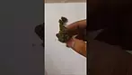 Grow By Bathera, Fine Cookies, 26 THC flower, UK Medical Cannabis from Mamedica.