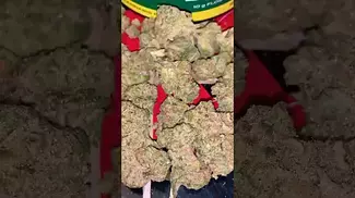 HERDADE DAS BARROCAS #fyiシ゚viral #ukcannabis #viralvideo #grow #dnb #drumandbass #music