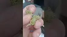 Indiana Joe Video Thumbnail