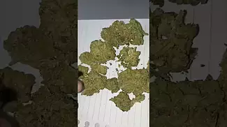 Hexacan - Mango (Hexa01) (UK Medical Cannabis Prescription)
