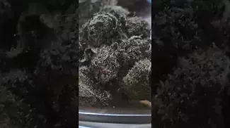 AAAA - Lemon Cherry Gelato T19 - Boveda pack in my glass jar for 1 week. smelling like Cherry