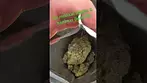 Lot420 apples & bananas #entourage #ukmedicalcannabis #legal #uk #backpainrelief