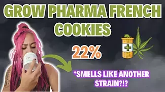First Look French Cookies 22 Flower Strain | Medical Cannabis UK | ***SMELLS AWFULLY SIMILAR?!?***