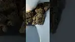 Cookies | Vienna| (Glitterbox X Biscotti)| UK Medical Flower #medicalcannabis  #ukmedicalcannabis
