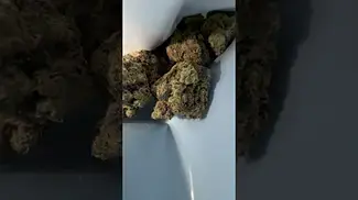 Cookies | Vienna| (Glitterbox X Biscotti)| UK Medical Flower #medicalcannabis  #ukmedicalcannabis