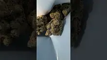 Vybzz 420 Video Thumbnail