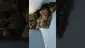 Video Thumbnail: Vybzz 420