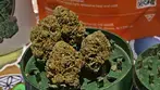 4C Labs Core ACB T25 Acai Berry Medical Cannabis Flower