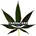 CannaCareGB Channel Logo