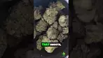 UK Medical | Upstate T23 Grape Burger