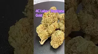 4C Labs ~ Tropicana Gold T26 Review in description