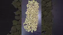 CheeseMon4 Video Thumbnail