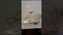 Smacksalad Video Thumbnail
