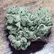 Flower Photo of All Flower/Strains (Prescription Medical Cannabis) Satoline FLA T27 Frosted Lemon Angel