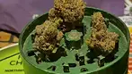 Cali-X Biscof T24 Biscotti Medical Cannabis