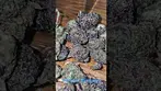 Vasco BB - Blueberry Bannana T28 Non Irradiated - First Look 2026 #bluelobster