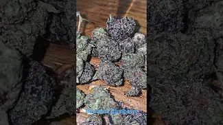 Vasco BB - Blueberry Bannana T28 Non Irradiated - First Look 2026 #bluelobster