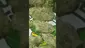 Video Thumbnail: VIP THC