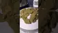 Video Thumbnail: Medi Blaze